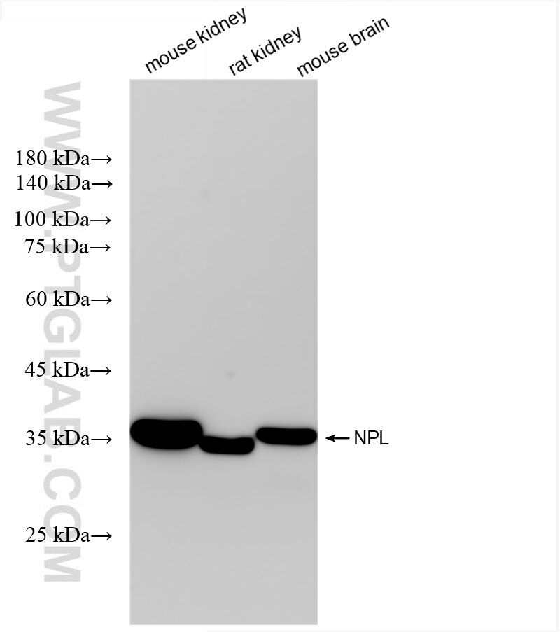 Western Blot (WB) analysis of various lysates using NPL Recombinant antibody (85608-3-RR)
