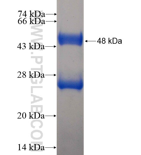 NPL fusion protein Ag10137 SDS-PAGE