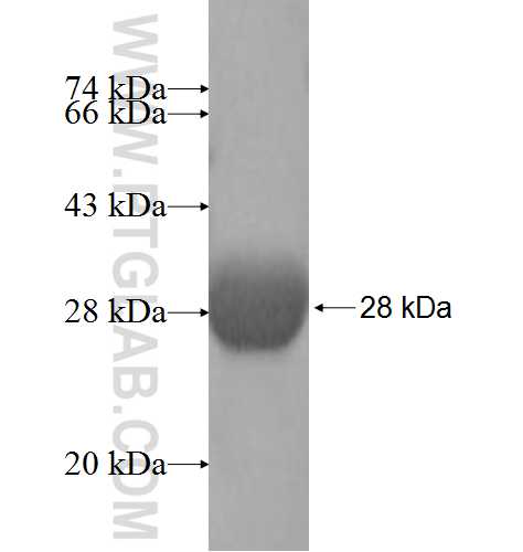 NPL fusion protein Ag9932 SDS-PAGE