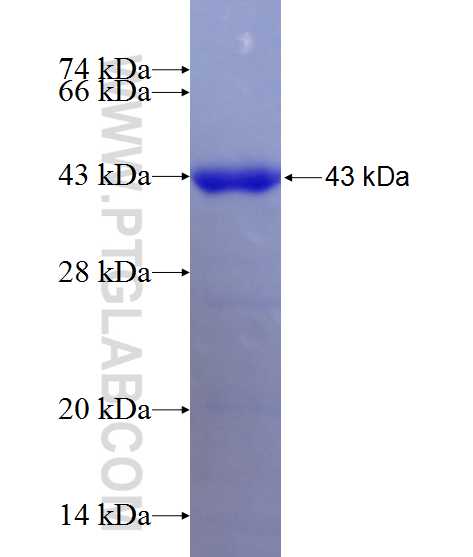 NPLOC4 fusion protein Ag2219 SDS-PAGE