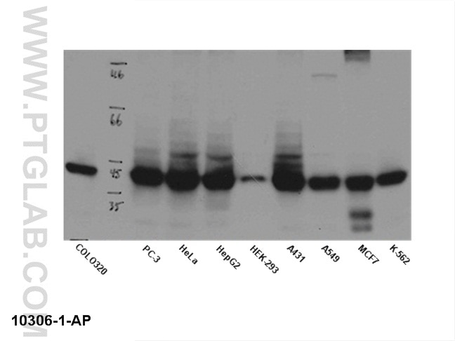 Western Blot (WB) analysis of multi-cells using B23/NPM1 Polyclonal antibody (10306-1-AP)