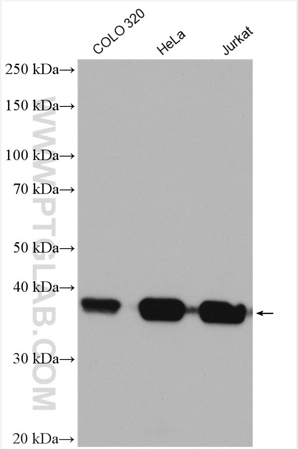 Western Blot (WB) analysis of various lysates using B23/NPM1 Polyclonal antibody (10306-1-AP)