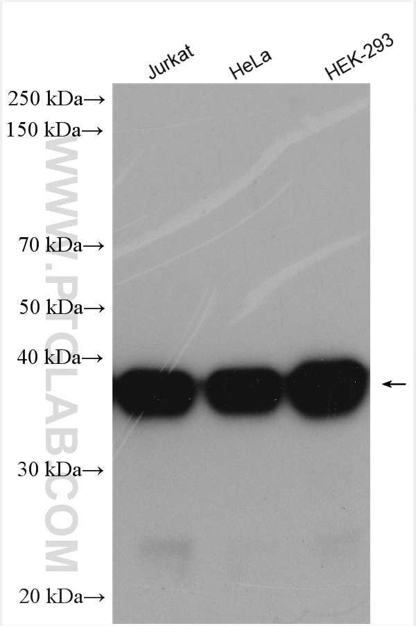 Western Blot (WB) analysis of various lysates using B23/NPM1 Polyclonal antibody (10306-1-AP)