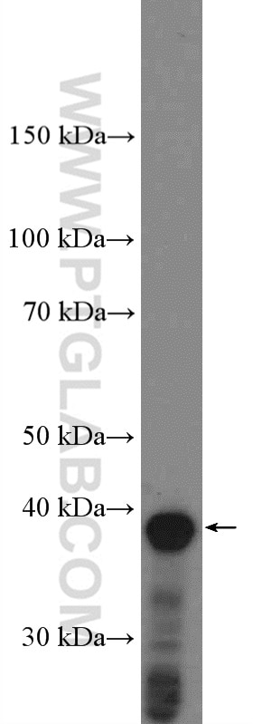 Western Blot (WB) analysis of C6 cells using B23/NPM1 Polyclonal antibody (10306-1-AP)