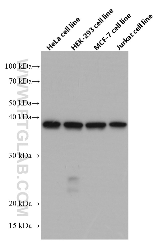 Western Blot (WB) analysis of various lysates using B23/NPM1 Monoclonal antibody (60096-1-Ig)