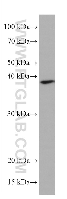 Western Blot (WB) analysis of RAW 264.7 cells using B23/NPM1 Monoclonal antibody (60096-1-Ig)