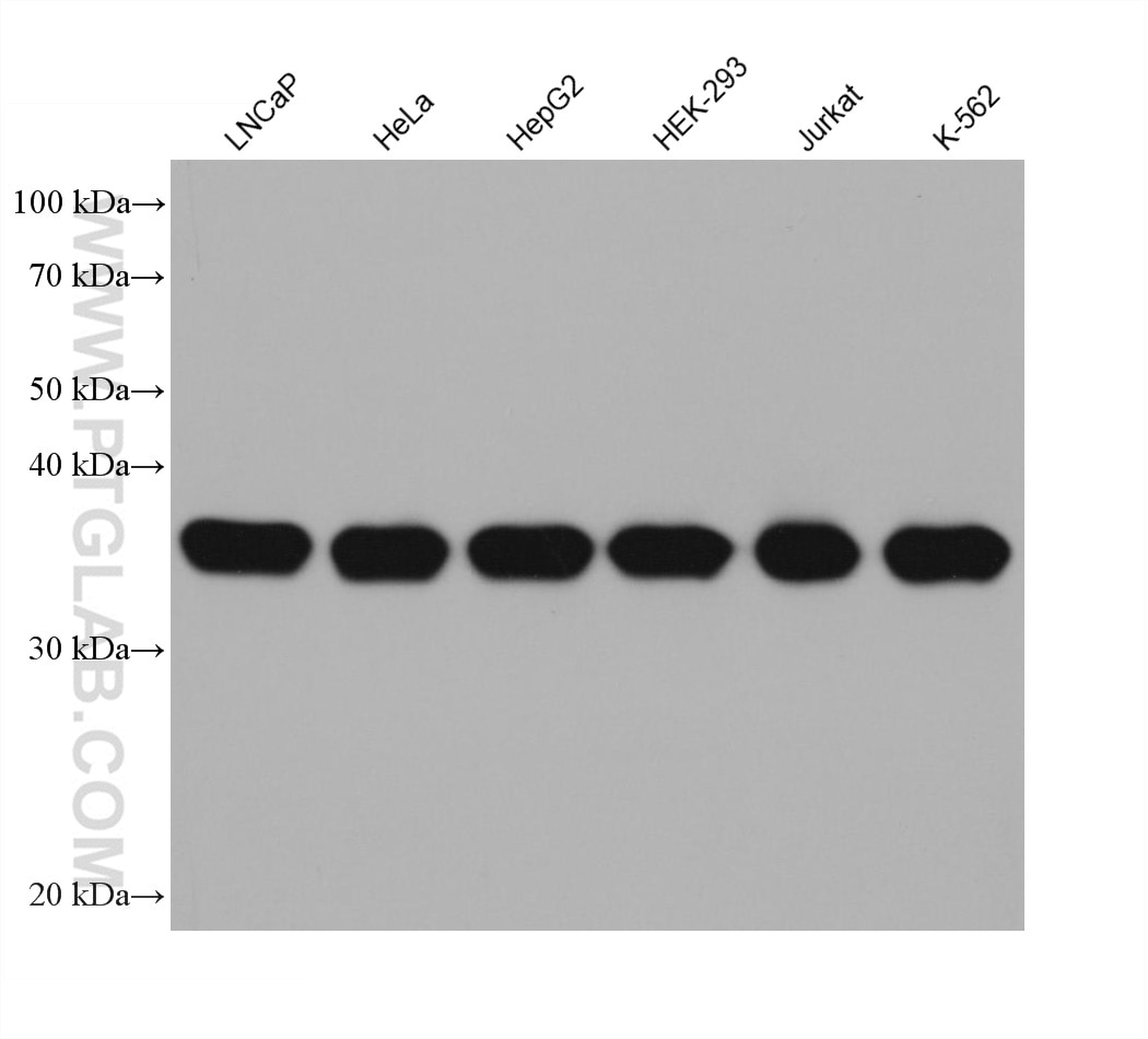 Western Blot (WB) analysis of various lysates using B23/NPM1 Monoclonal antibody (60096-1-Ig)