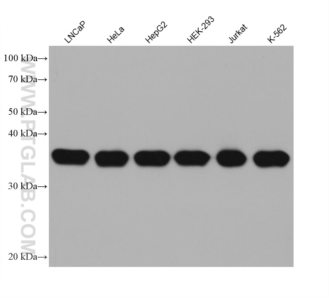 WB analysis using 60096-1-Ig