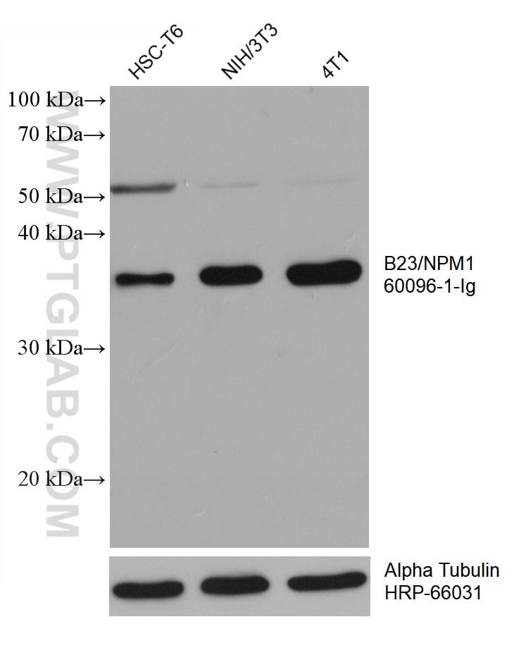 Western Blot (WB) analysis of various lysates using B23/NPM1 Monoclonal antibody (60096-1-Ig)