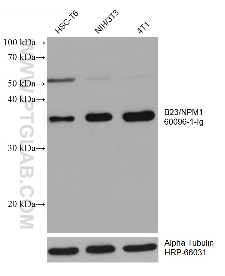 WB analysis using 60096-1-Ig