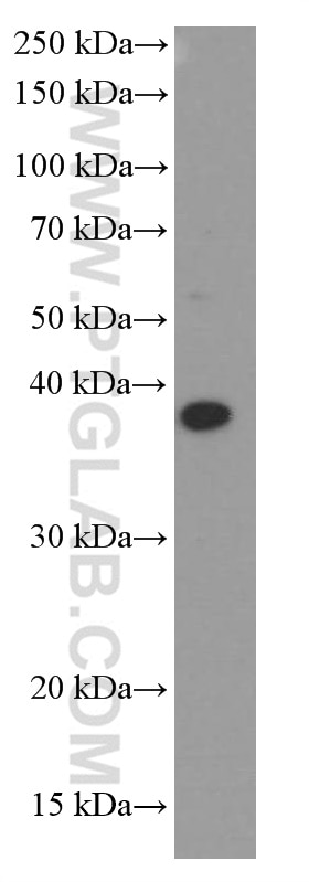 Western Blot (WB) analysis of ROS1728 cells using B23/NPM1 Monoclonal antibody (60096-1-Ig)