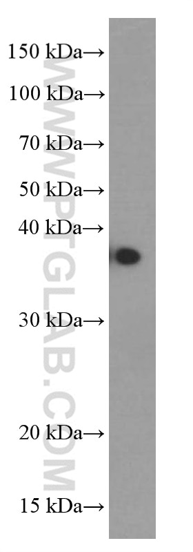 Western Blot (WB) analysis of C6 cells using B23/NPM1 Monoclonal antibody (60096-1-Ig)