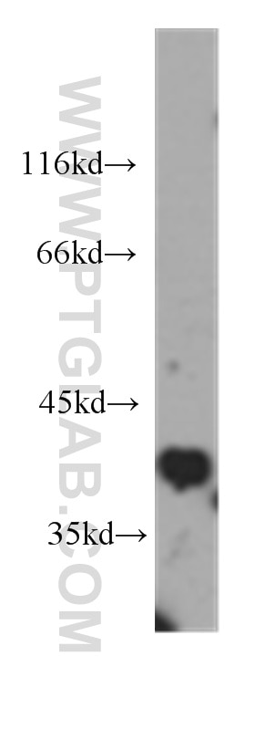 Western Blot (WB) analysis of HepG2 cells using B23/NPM1 Monoclonal antibody (60096-1-Ig)