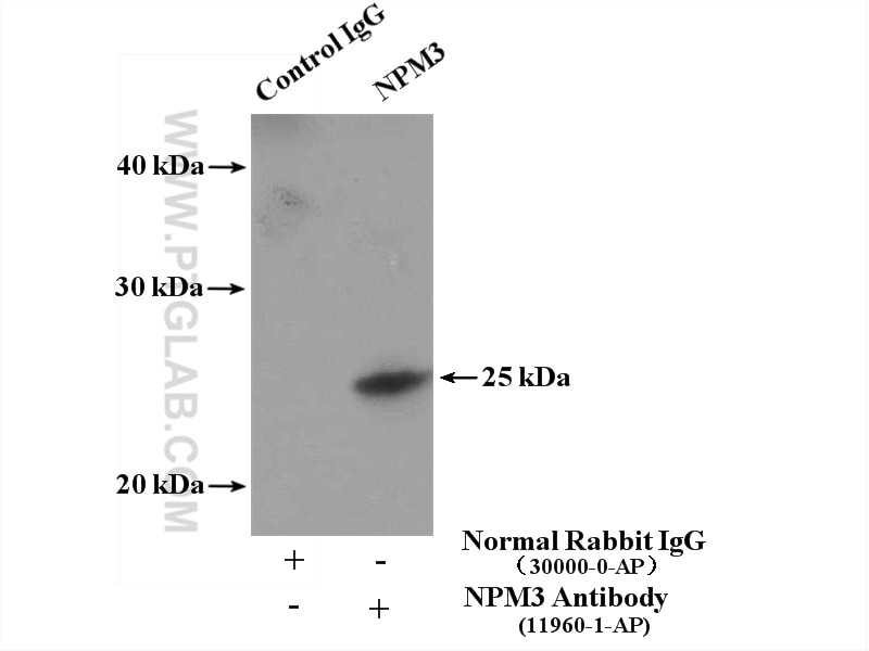 Immunoprecipitation (IP) experiment of HeLa cells using NPM3 Polyclonal antibody (11960-1-AP)