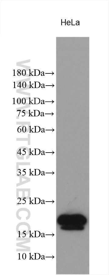 Western Blot (WB) analysis of various lysates using NPM3 Polyclonal antibody (11960-1-AP)
