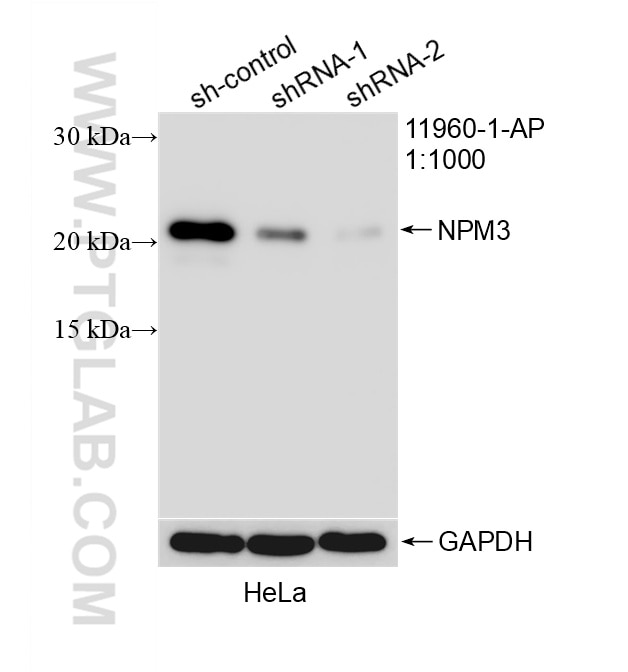 Western Blot (WB) analysis of HeLa cells using NPM3 Polyclonal antibody (11960-1-AP)