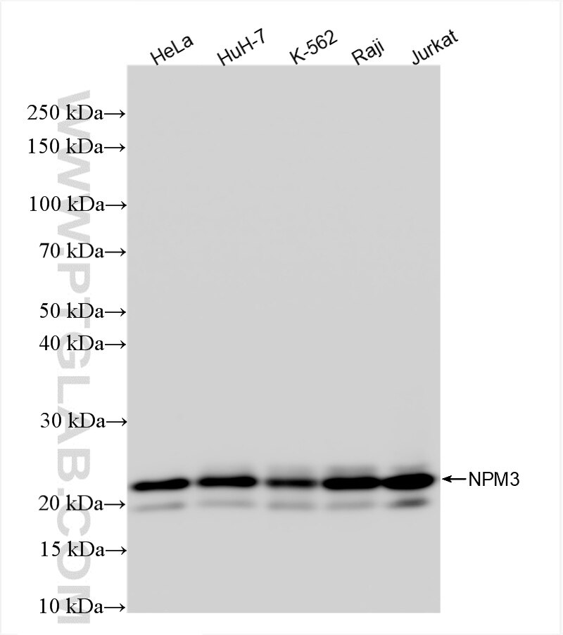 Western Blot (WB) analysis of various lysates using NPM3 Recombinant antibody (85156-4-RR)