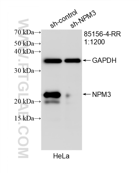 Western Blot (WB) analysis of HeLa cells using NPM3 Recombinant monoclonal antibody (85156-4-RR)