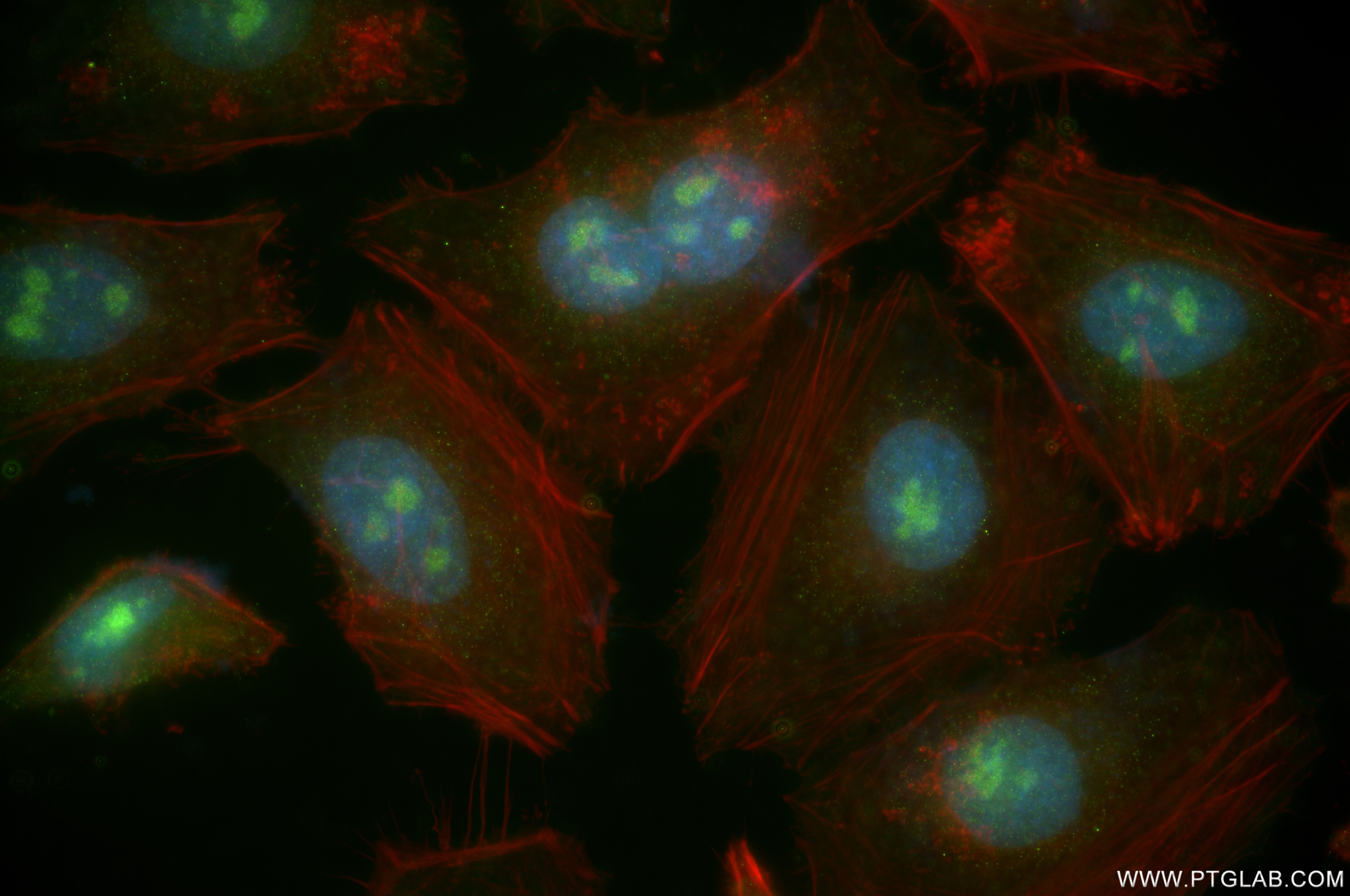 Immunofluorescence (IF) / fluorescent staining of HeLa cells using NPM3 Recombinant antibody (85156-5-RR)