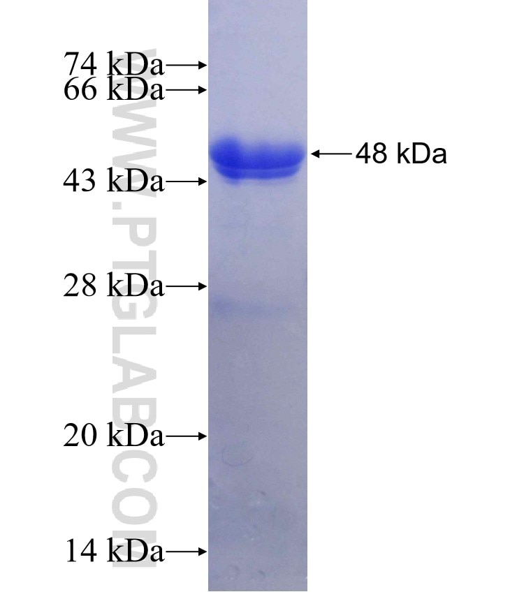 NPM3 fusion protein Ag2564 SDS-PAGE