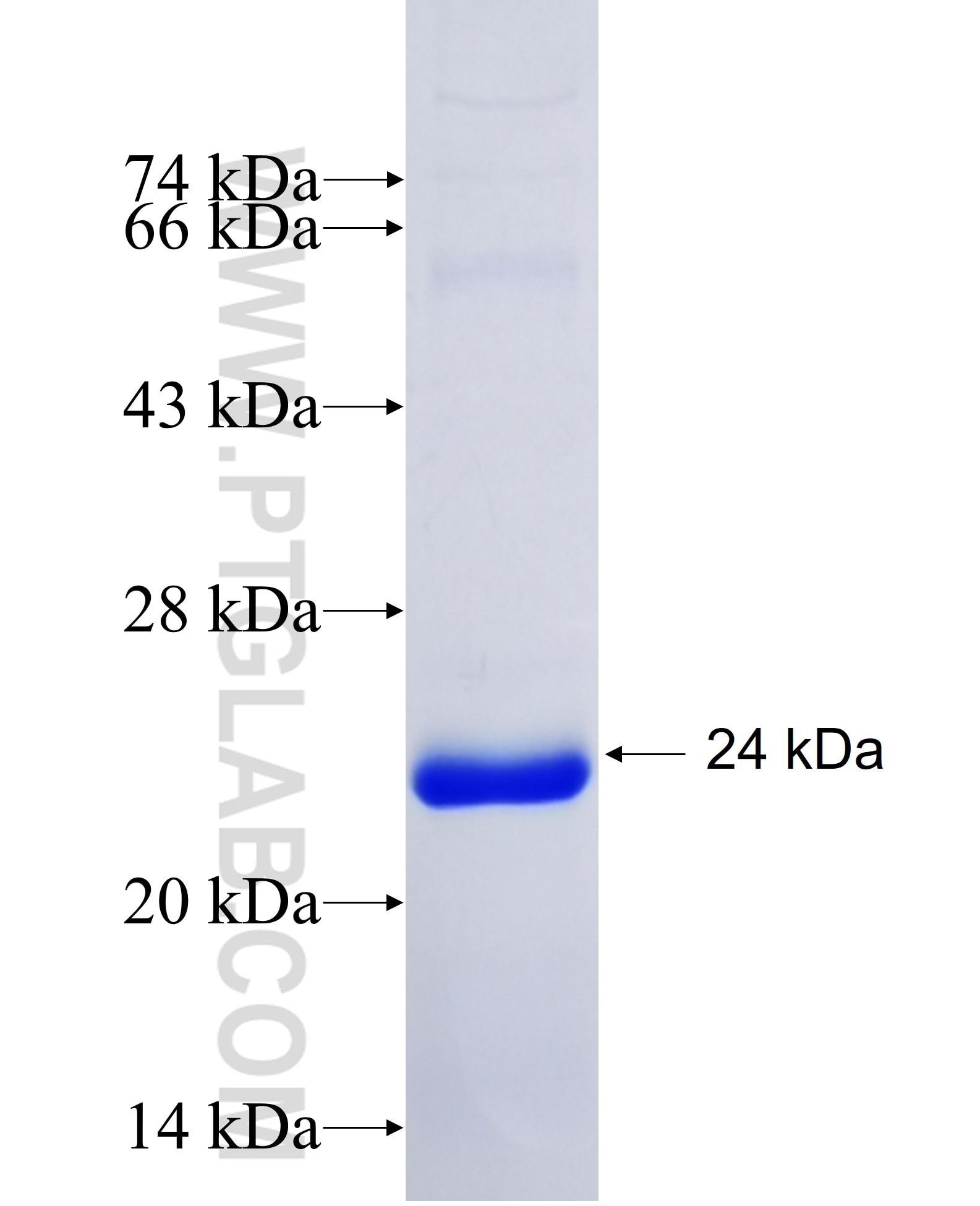 NPNT fusion protein Ag34341 SDS-PAGE