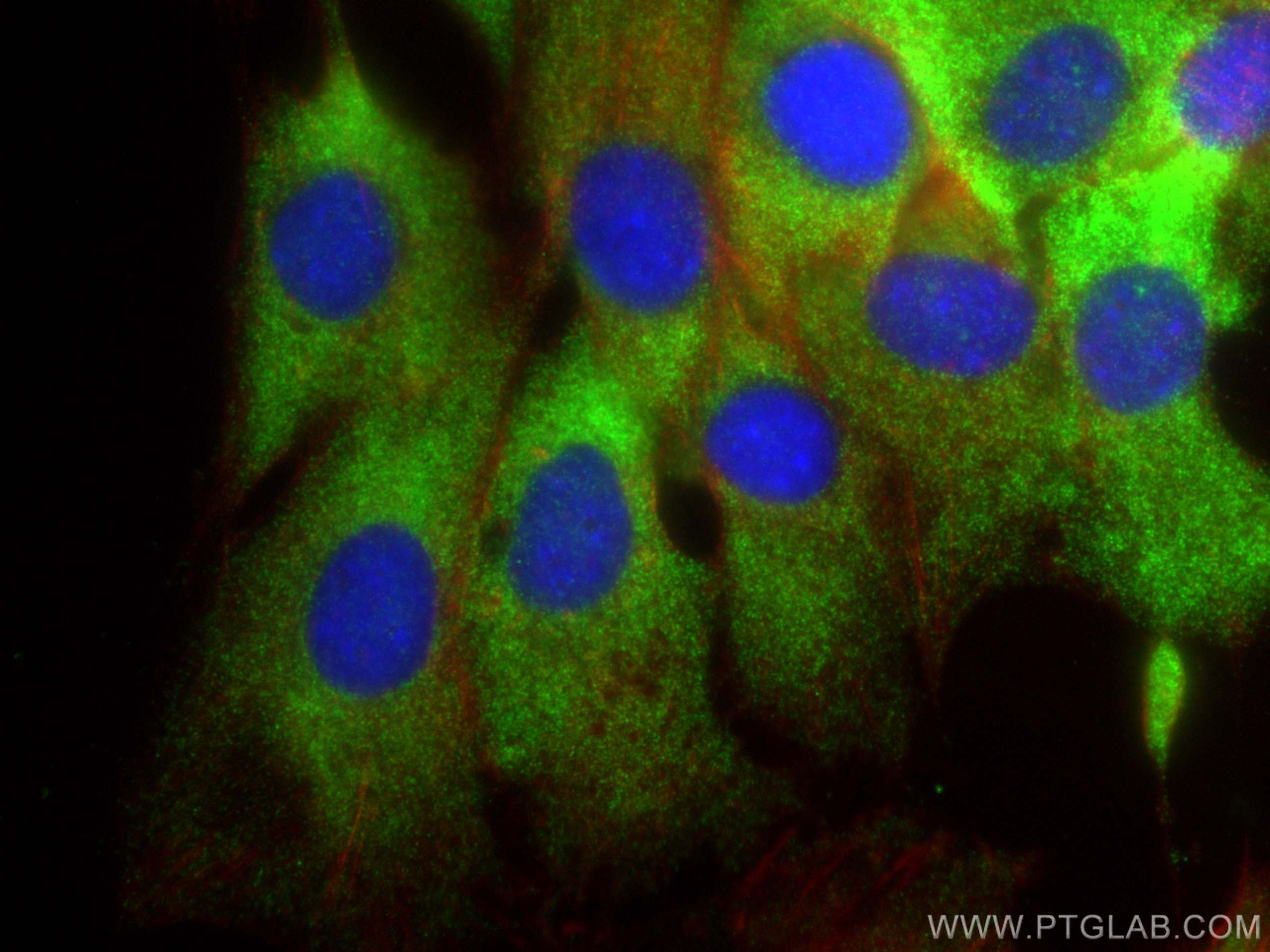 Immunofluorescence (IF) / fluorescent staining of C2C12 cells using NPPA Polyclonal antibody (27426-1-AP)