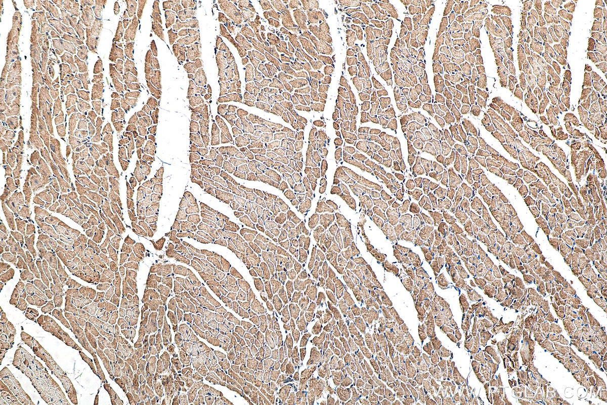 Immunohistochemistry (IHC) staining of mouse heart tissue using NPPA Polyclonal antibody (27426-1-AP)