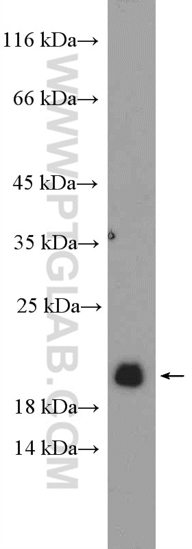 Western Blot (WB) analysis of mouse heart tissue using NPPA Polyclonal antibody (27426-1-AP)