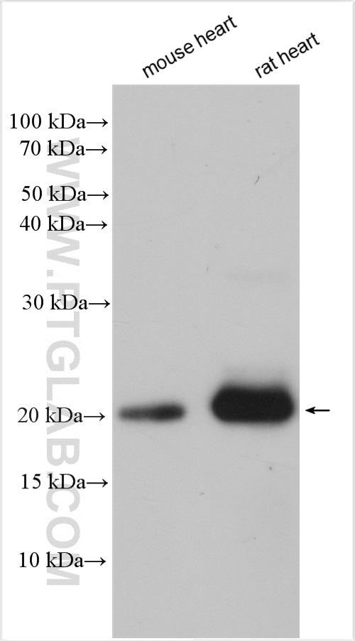 Western Blot (WB) analysis of various lysates using NPPA Polyclonal antibody (27426-1-AP)