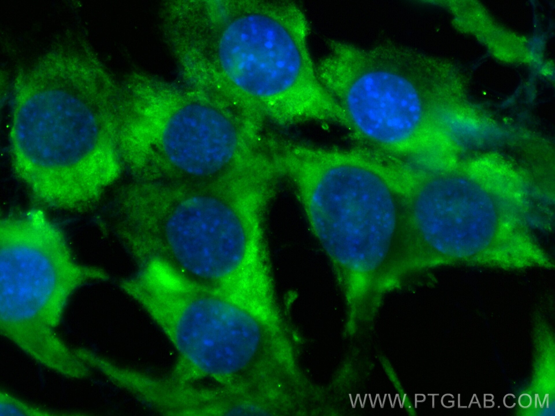 IF Staining of C2C12 using CL488-27426