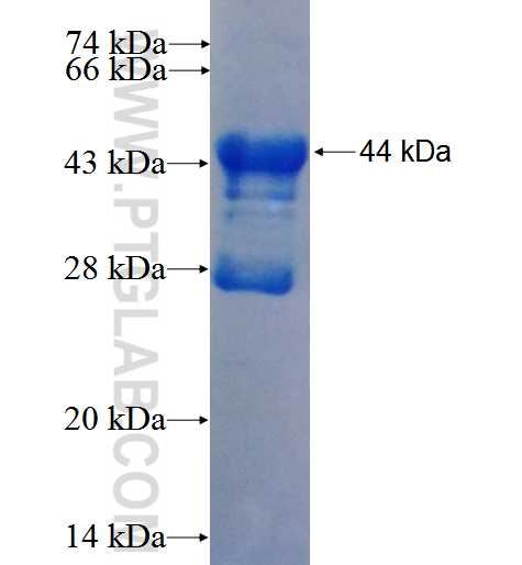NPPA fusion protein Ag26692 SDS-PAGE