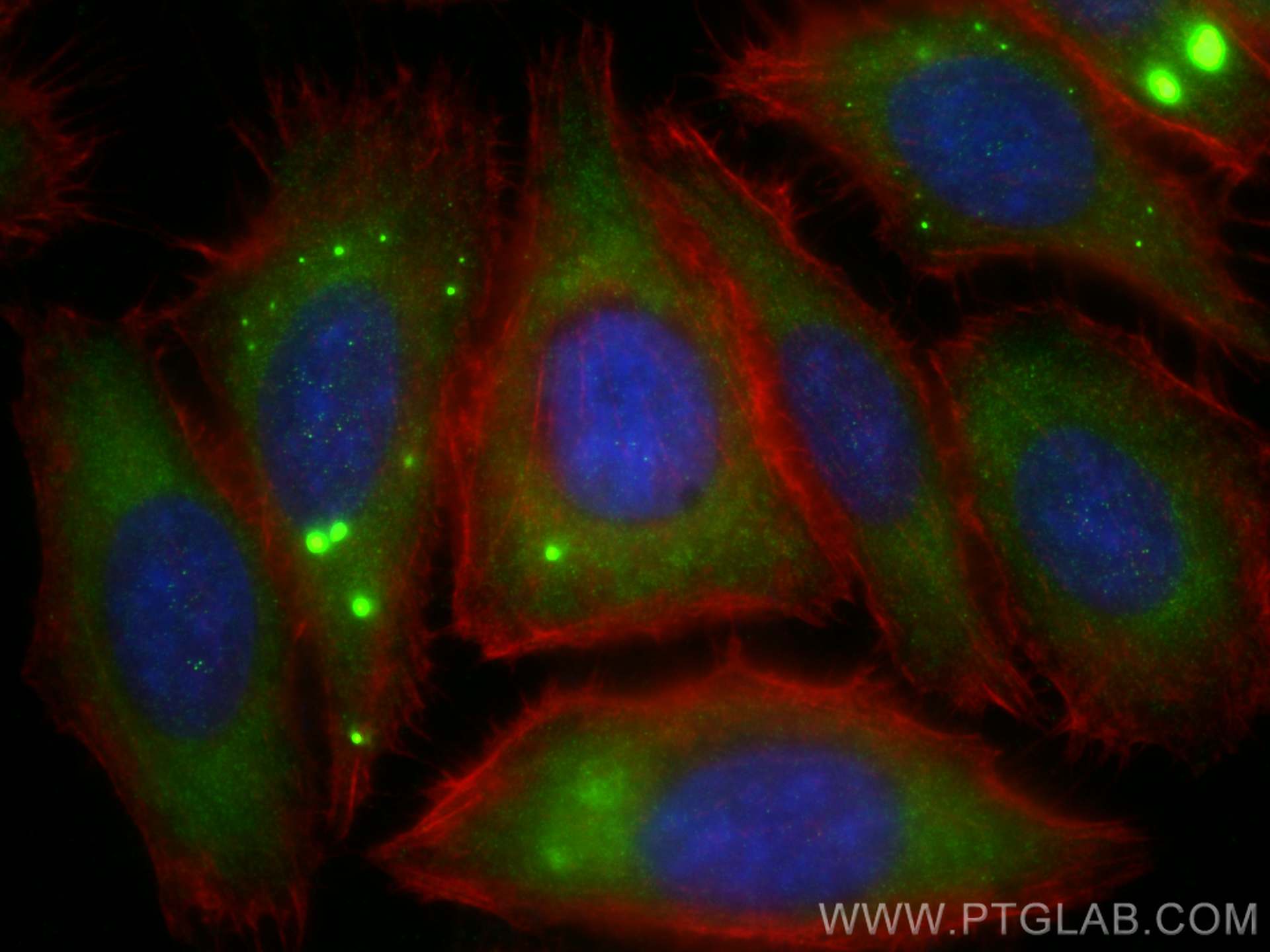 Immunofluorescence (IF) / fluorescent staining of HepG2 cells using BNP Polyclonal antibody (13299-1-AP)