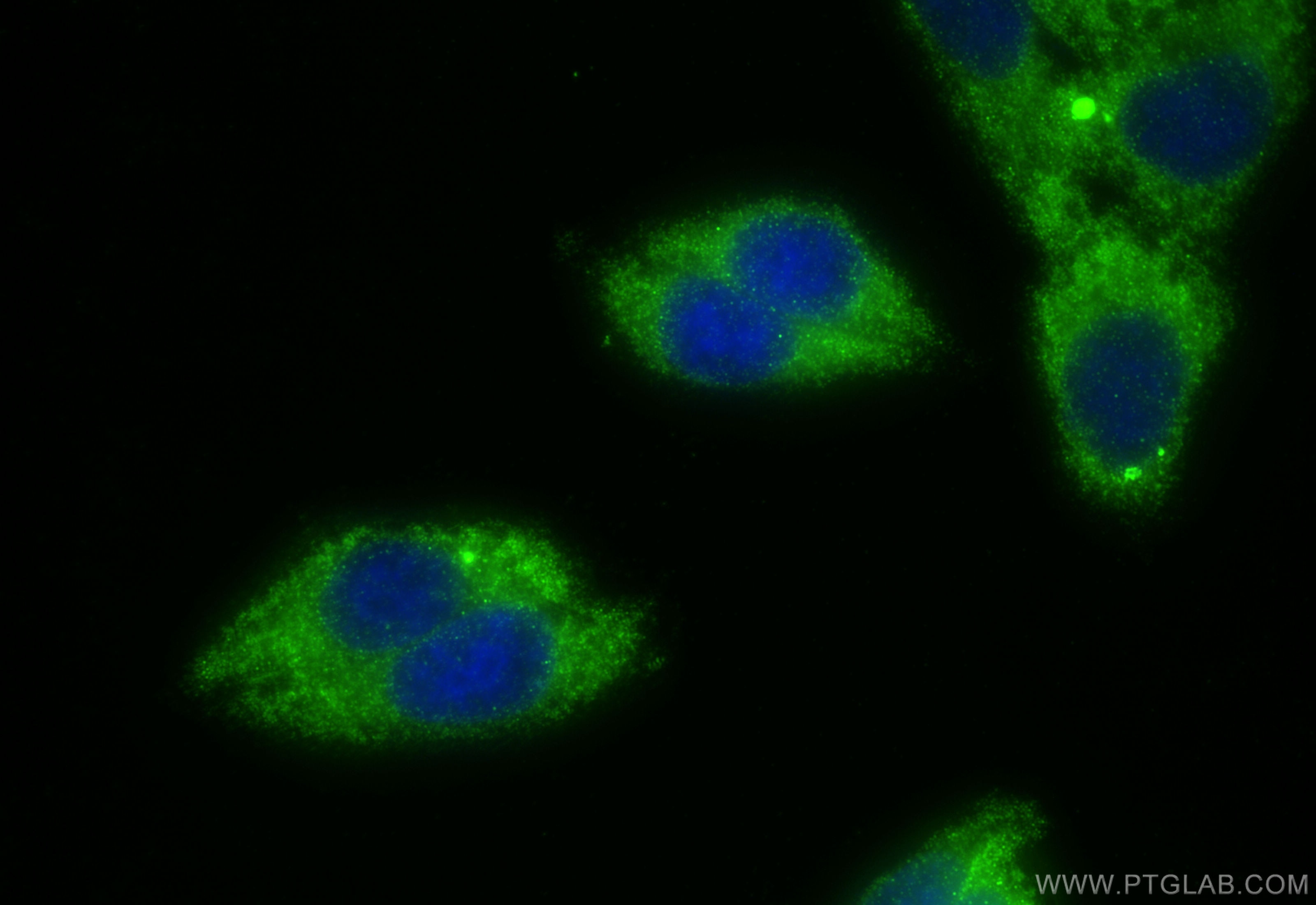 Immunofluorescence (IF) / fluorescent staining of HepG2 cells using BNP Polyclonal antibody (13299-1-AP)