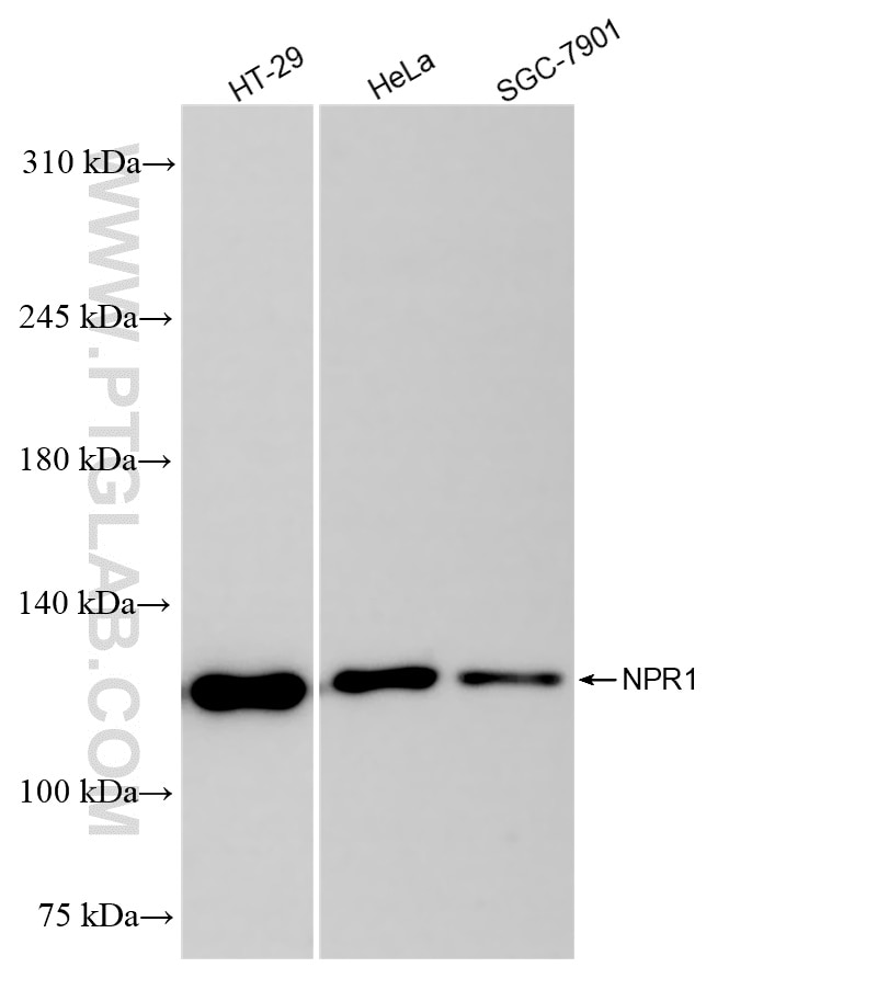 Western Blot (WB) analysis of various lysates using NPR1 Recombinant antibody (84043-1-RR)