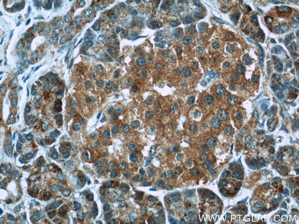 IHC staining of human pancreas using 10157-1-AP