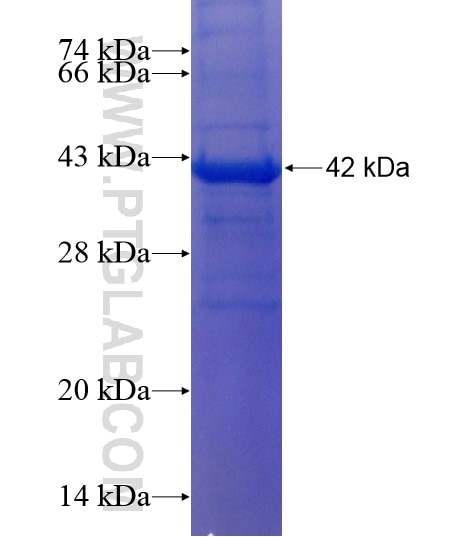 NPR3 fusion protein Ag19071 SDS-PAGE
