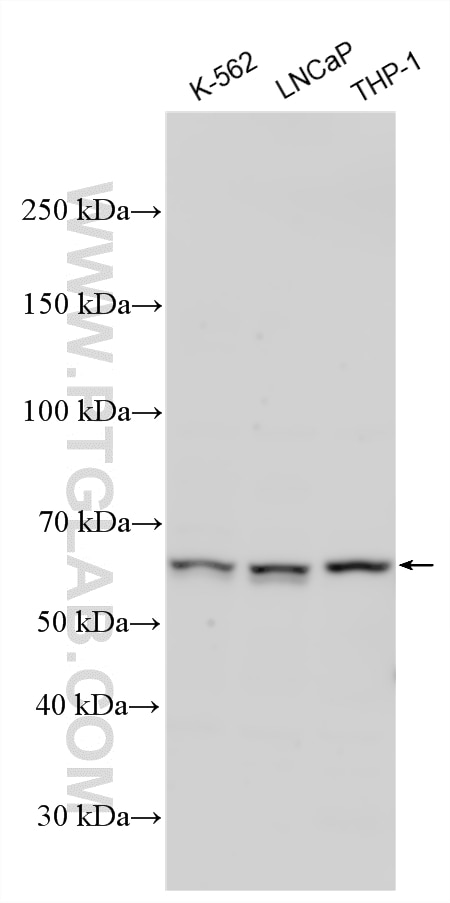 Western Blot (WB) analysis of various lysates using NPRL3 Polyclonal antibody (26446-1-AP)