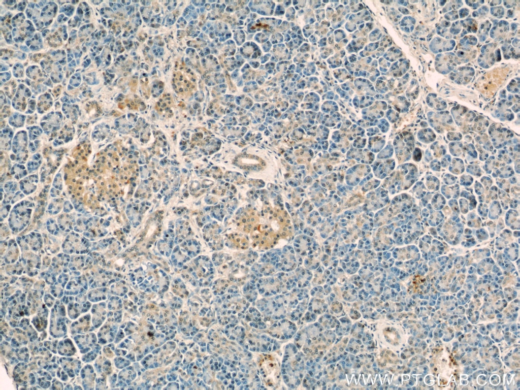 Immunohistochemistry (IHC) staining of human pancreas tissue using NPS Polyclonal antibody (23609-1-AP)