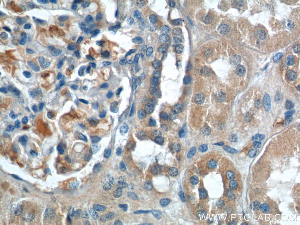 Immunohistochemistry (IHC) staining of human kidney tissue using NPVF Polyclonal antibody (22311-1-AP)