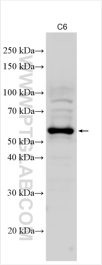 Western Blot (WB) analysis of C6 cells using NPTN Polyclonal antibody (28022-1-AP)