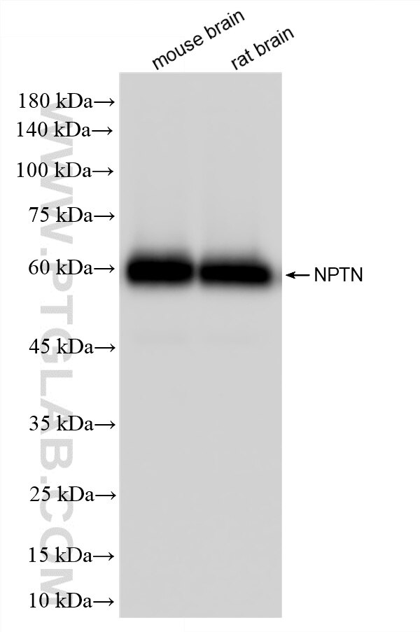 WB analysis using 87125-3-RR Western Blot (WB) analysis of various lysates using NPTN Recombinant monoclonal antibody (87125-3-RR)