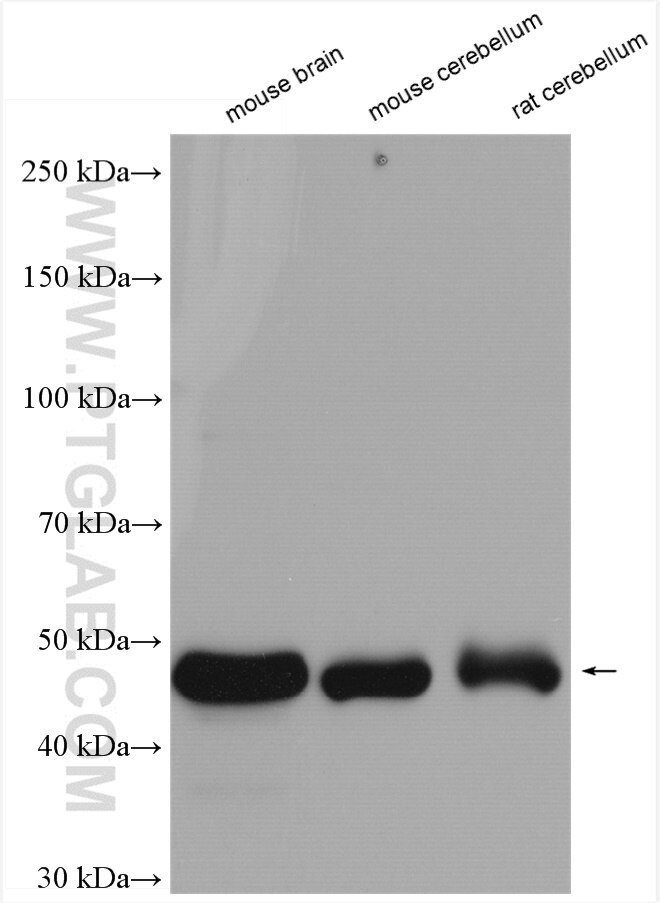 Western Blot (WB) analysis of various lysates using NPTX1 Polyclonal antibody (20656-1-AP)