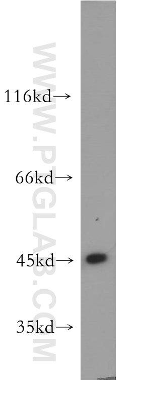 Western Blot (WB) analysis of HepG2 cells using NPTX1 Polyclonal antibody (20656-1-AP)