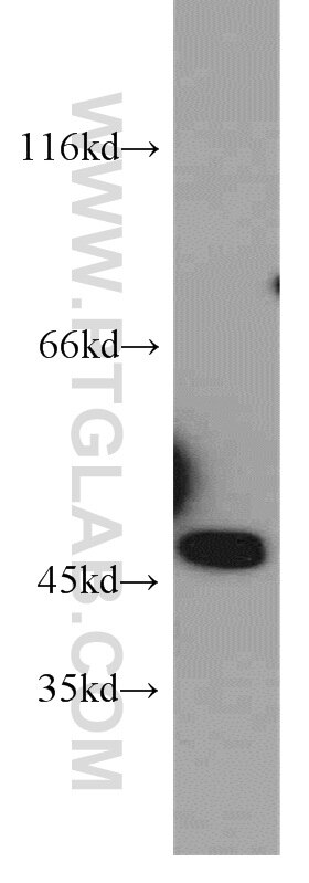 NPTX1 Polyclonal antibody