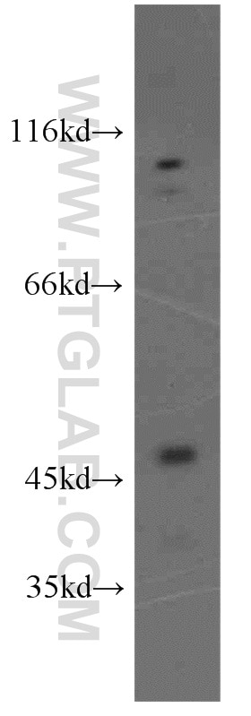 Western Blot (WB) analysis of mouse liver tissue using NPTX1 Polyclonal antibody (20656-1-AP)