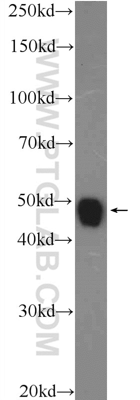 Western Blot (WB) analysis of mouse brain tissue using NPTX2 Polyclonal antibody (10889-1-AP)