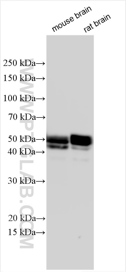 Western Blot (WB) analysis of various lysates using NPTX2 Polyclonal antibody (10889-1-AP)