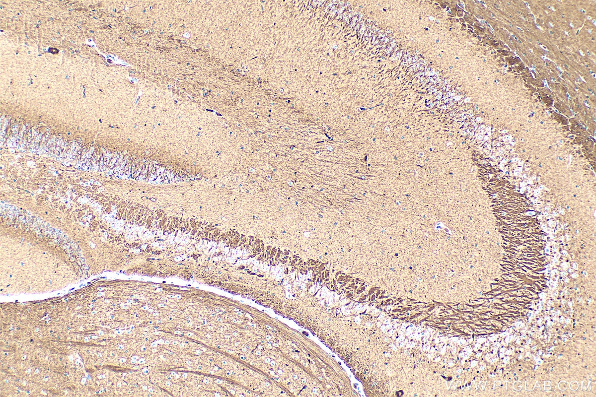 Immunohistochemical analysis of paraffin-embedded mouse brain tissue slide using 68709-1-Ig (NPTX2 antibody) at dilution of 1:1000 (under 10x lens). Heat mediated antigen retrieval with Tris-EDTA buffer (pH 9.0). This data was developed using the same antibody clone with 68709-1-PBS in a different storage buffer formulation. Immunohistochemistry (IHC) staining of mouse brain tissue using NPTX2 Monoclonal antibody (68709-1-Ig)