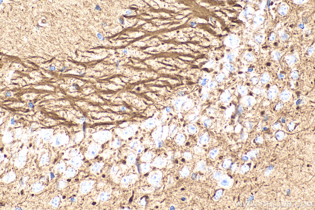 Immunohistochemical analysis of paraffin-embedded mouse brain tissue slide using 68709-1-Ig (NPTX2 antibody) at dilution of 1:1000 (under 40x lens). Heat mediated antigen retrieval with Tris-EDTA buffer (pH 9.0). This data was developed using the same antibody clone with 68709-1-PBS in a different storage buffer formulation. Immunohistochemistry (IHC) staining of mouse brain tissue using NPTX2 Monoclonal antibody (68709-1-Ig)