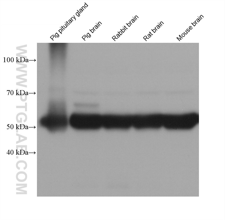 WB analysis using 68709-1-Ig